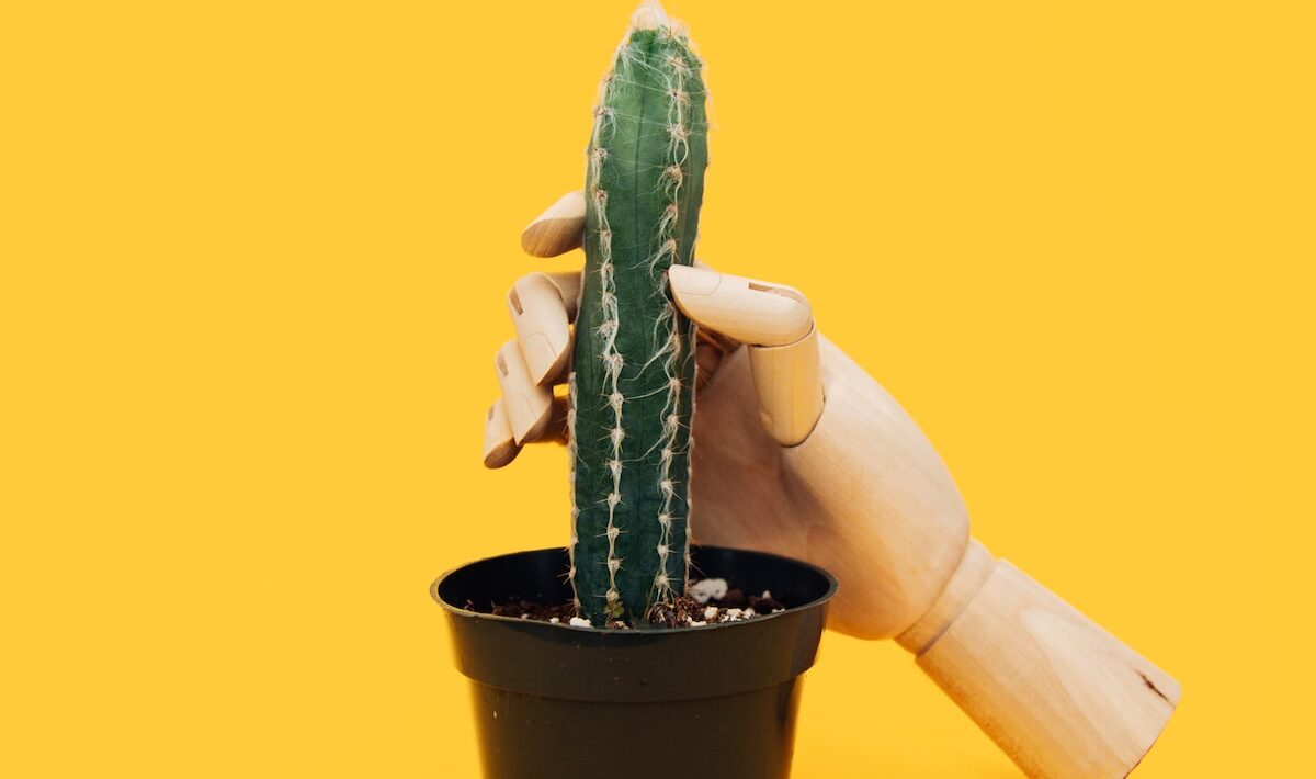 green cactus on black pot