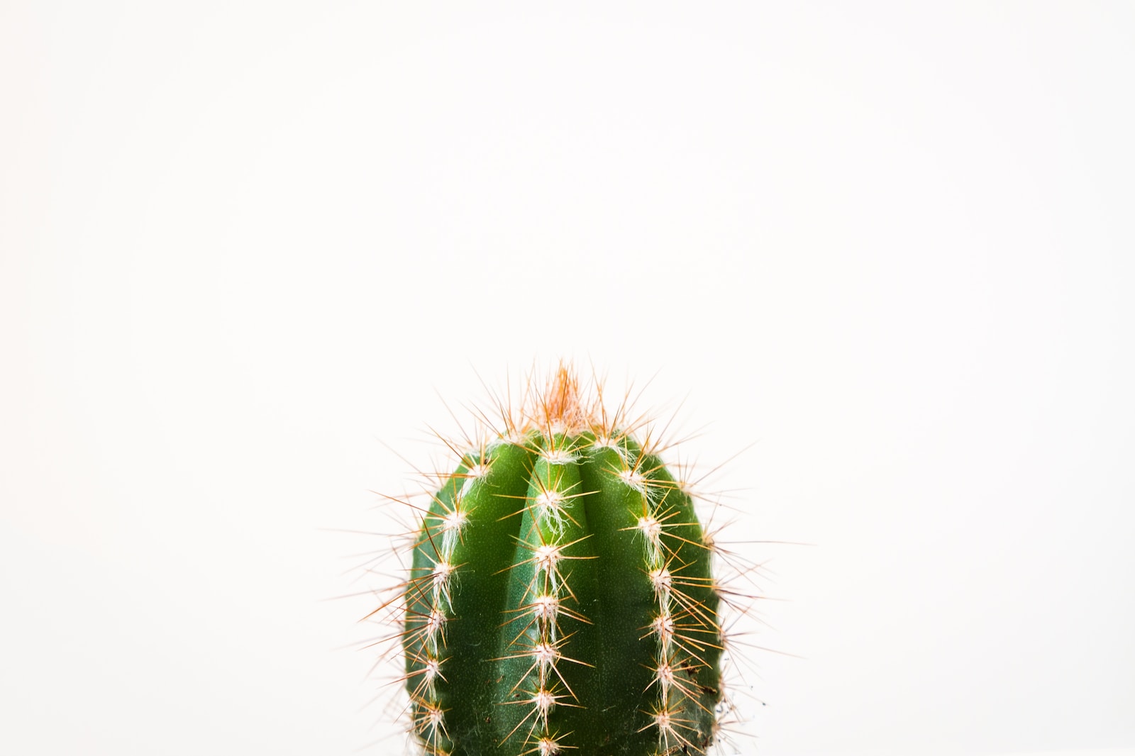 closeup photo of cactus against white background